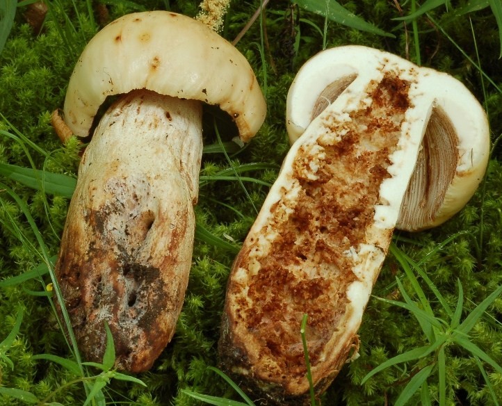 Del 4 luglio (2) (cfr. Russula illota)